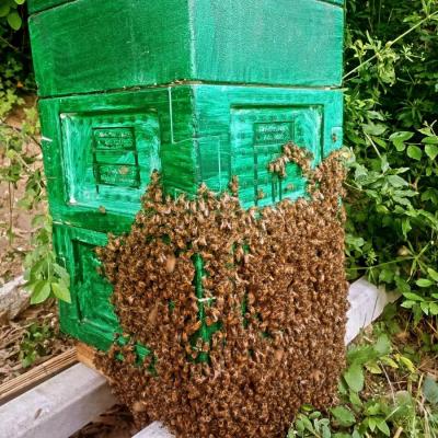 Bienen Volk Mini Plus - thumb