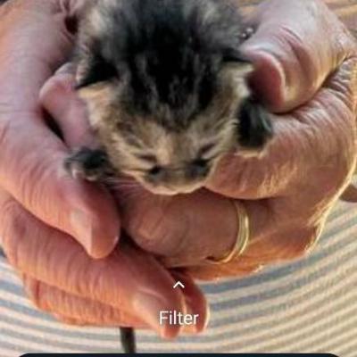 Getigerte Kätzchen zu verschenken - thumb