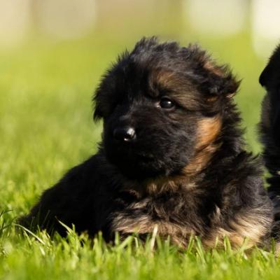 Langhaar Schäferhund Welpe Rüde - thumb