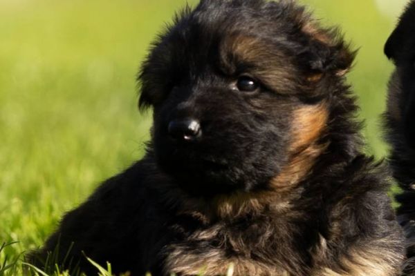 Langhaar Schäferhund Welpe Rüde