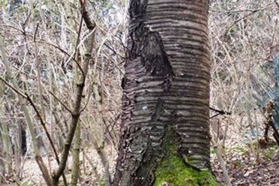 Baum zum schlägern - Bild 1