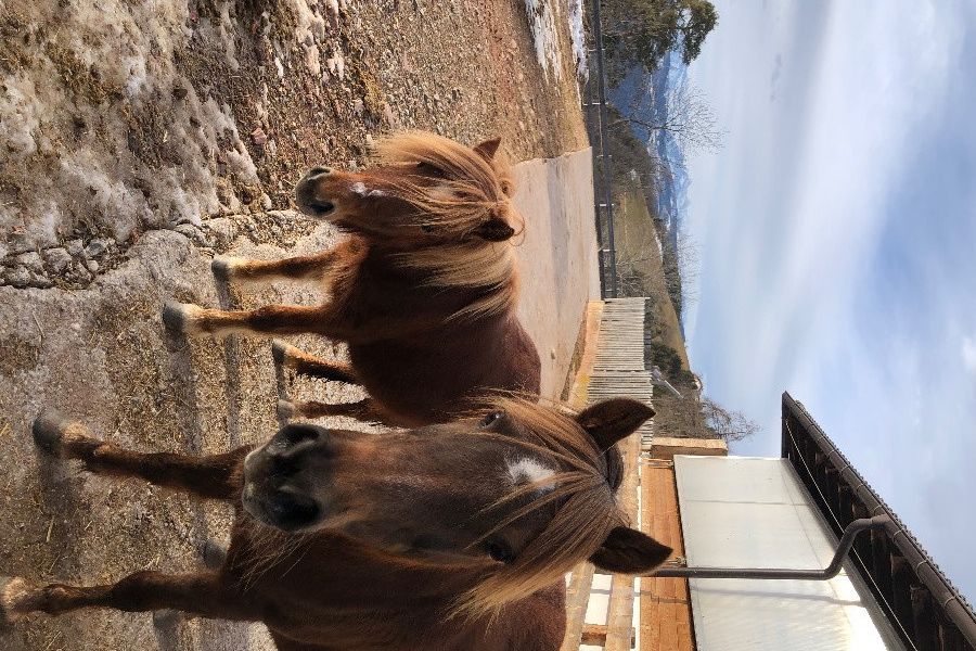 Pflegebeteiligung für zwei Ponys gesucht - Bild 1