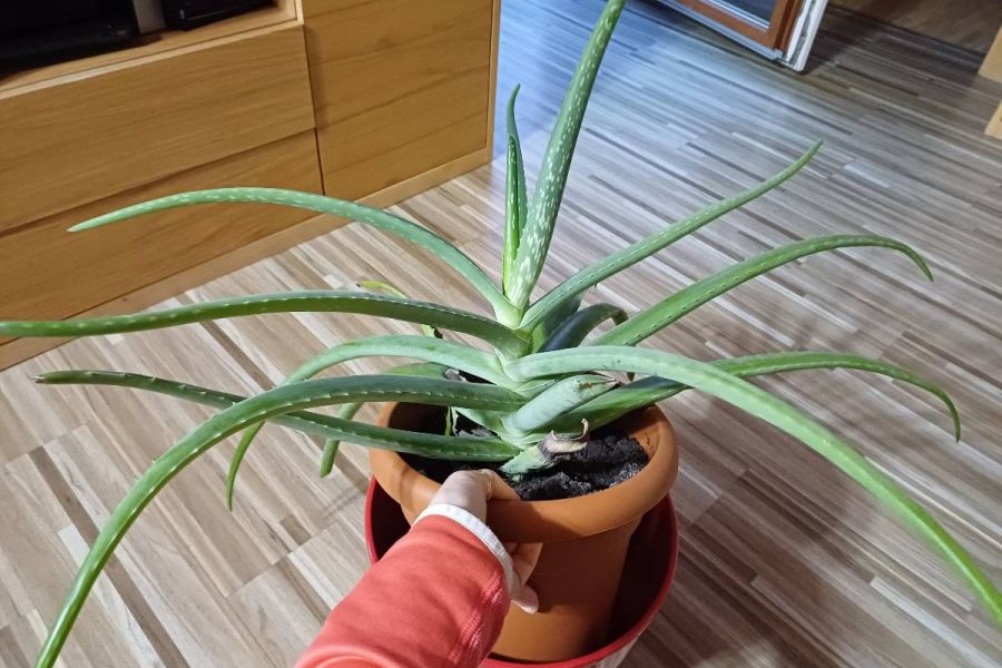 Schöne  große Aloevera Pflanze - Bild 1